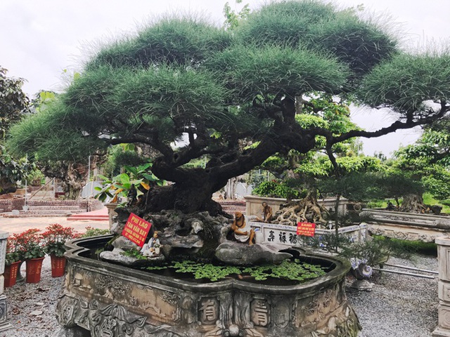 Ngây ngất với cây phi lao tiền tỷ có dáng như đám mây trôi - 15 Ngây ngất với cây phi lao tiền tỷ có dáng như đám mây trôi - 15