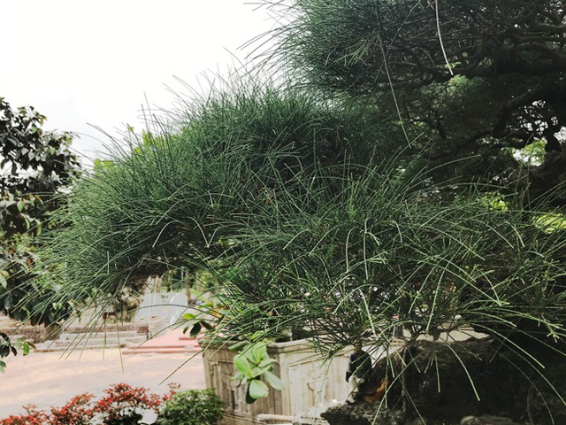 Ngây ngất với cây phi lao tiền tỷ có dáng như đám mây trôi - 4 Ngây ngất với cây phi lao tiền tỷ có dáng như đám mây trôi - 4
