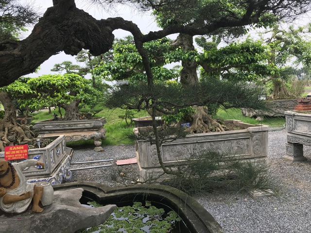 Ngây ngất với cây phi lao tiền tỷ có dáng như đám mây trôi - 6 Ngây ngất với cây phi lao tiền tỷ có dáng như đám mây trôi - 6