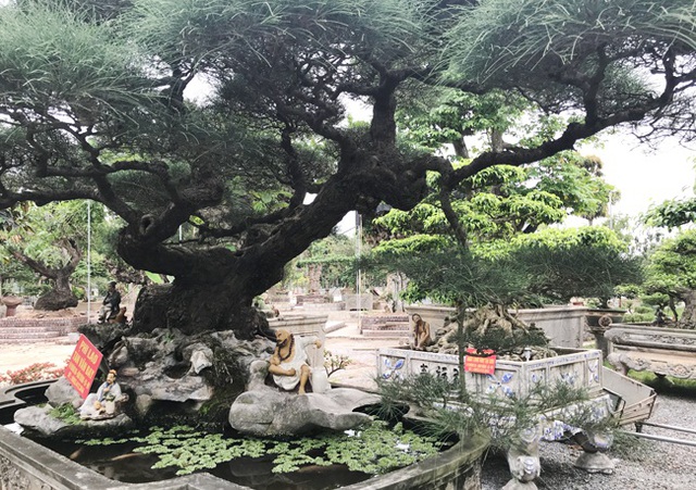 Ngây ngất với cây phi lao tiền tỷ có dáng như đám mây trôi - 7 Ngây ngất với cây phi lao tiền tỷ có dáng như đám mây trôi - 7