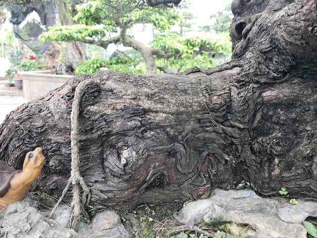 Ngây ngất với cây phi lao tiền tỷ có dáng như đám mây trôi - 8 Ngây ngất với cây phi lao tiền tỷ có dáng như đám mây trôi - 8