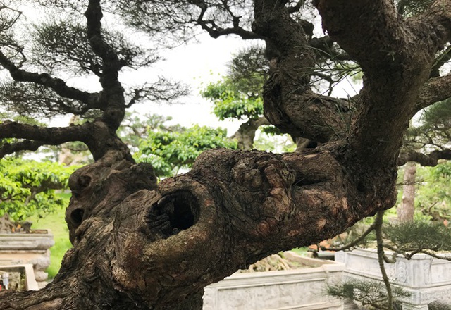 Ngây ngất với cây phi lao tiền tỷ có dáng như đám mây trôi - 9 Ngây ngất với cây phi lao tiền tỷ có dáng như đám mây trôi - 9