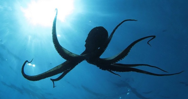 Các nhà khoa học cảnh báo tuyệt đối không nên nuôi bạch tuộc - 1