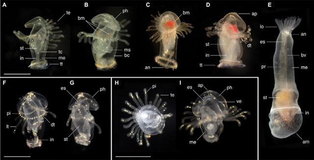Các nhà sinh vật học khám phá ra loài ấu trùng biển bí ẩn - 1