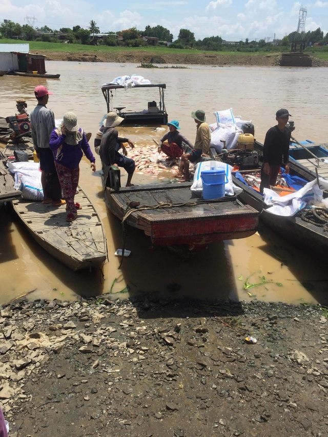 Cá nuôi trên sông La Ngà chết trắng sau trận mưa lớn - 1