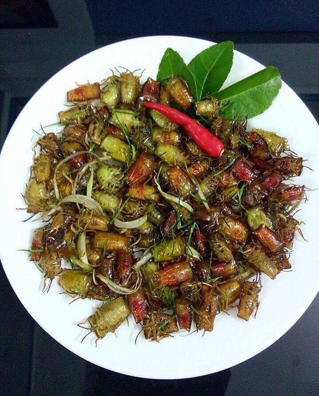 Bọ xít non mùi hôi đáng sợ: Đắt hơn bò Mỹ, rang ăn cả cân - 2 Bọ xít non mùi hôi đáng sợ: Đắt hơn bò Mỹ, rang ăn cả cân - 2
