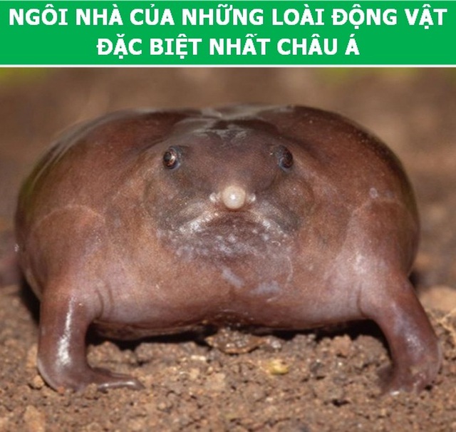 Những điều kỳ lạ ở Ấn Độ khiến du khách phải bất ngờ  - 5