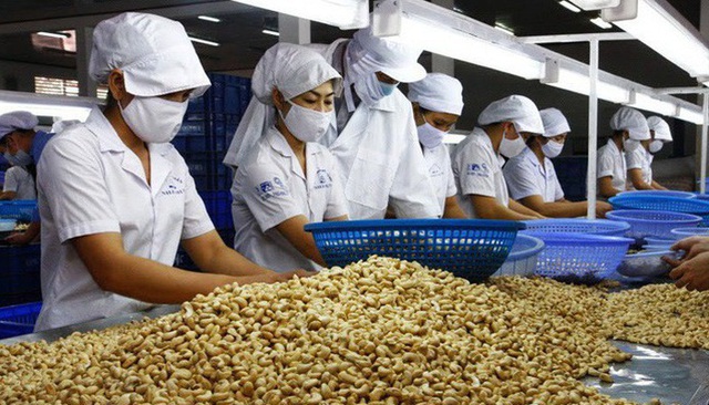 Đột biến: Trung Quốc tăng mua hạt điều, mở nhà máy dọc biên giới VN - 2 Đột biến: Trung Quốc tăng mua hạt điều, mở nhà máy dọc biên giới VN - 2