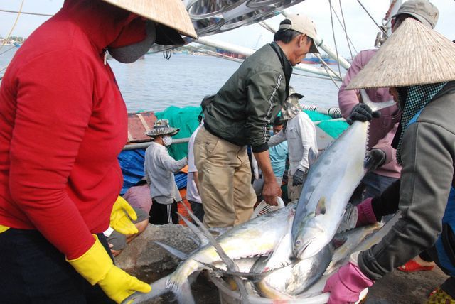 Thành lập Ban Chỉ đạo quốc gia về chống khai thác hải sản bất hợp pháp - 1