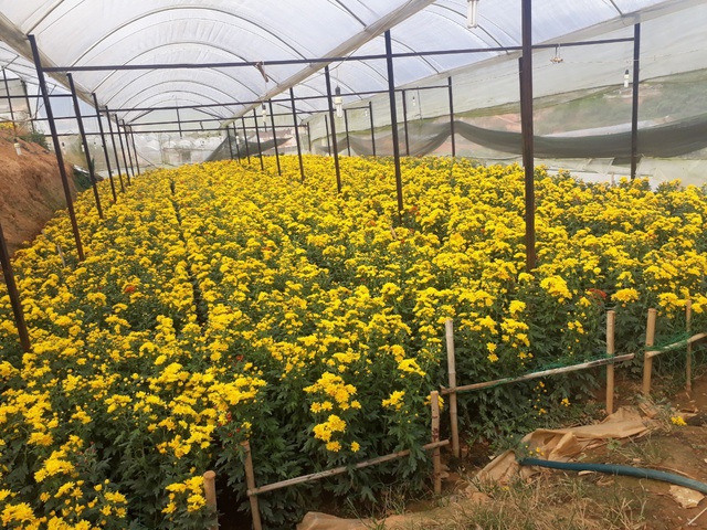 Nông dân méo mặt vì hàng trăm ha hoa cúc nhiễm bệnh - 3 Nông dân méo mặt vì hàng trăm ha hoa cúc nhiễm bệnh - 3