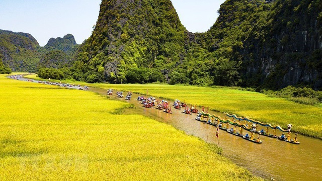 Đẹp mê hồn khi mùa vàng Tam Cốc vào chính vụ - 9 Đẹp mê hồn khi mùa vàng Tam Cốc vào chính vụ - 9