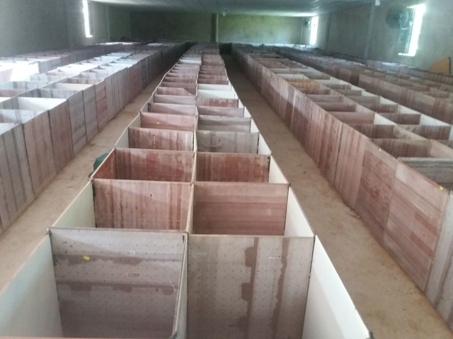 Trang trại nuôi dúi của cử nhân 8X ở Quảng Nam Trang trại nuôi dúi của cử nhân 8X ở Quảng Nam