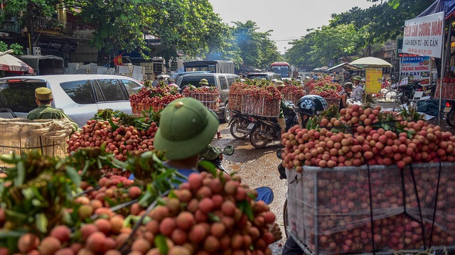 Vải thiều Bắc Giang vào chính vụ - 6 Vải thiều Bắc Giang vào chính vụ - 6