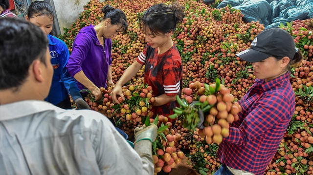 Vải thiều Bắc Giang vào chính vụ - 10 Vải thiều Bắc Giang vào chính vụ - 10