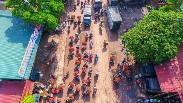 Vải thiều Bắc Giang vào chính vụ - 1 Vải thiều Bắc Giang vào chính vụ - 1