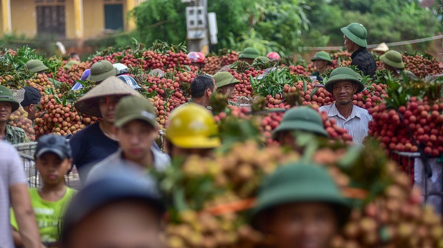 Vải thiều Bắc Giang vào chính vụ - 4 Vải thiều Bắc Giang vào chính vụ - 4