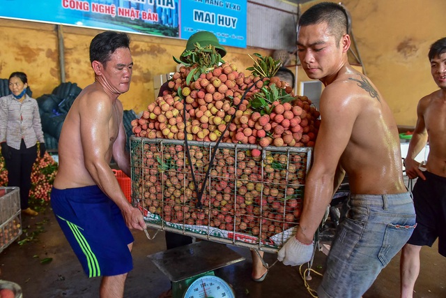 Vải thiều Bắc Giang vào chính vụ - 8 Vải thiều Bắc Giang vào chính vụ - 8