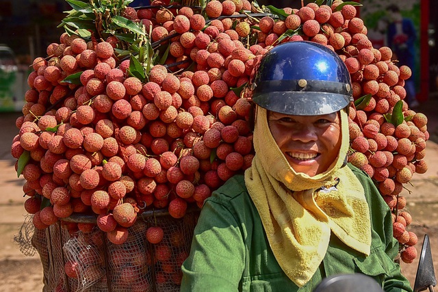 Vải thiều Bắc Giang vào chính vụ - 3 Vải thiều Bắc Giang vào chính vụ - 3