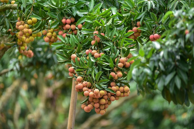 Mục sở thị vườn vải thiều trĩu quả ở Bắc Giang - 4