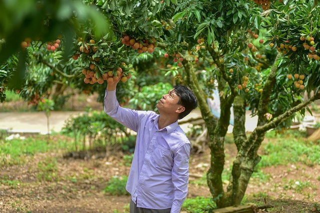 Mục sở thị vườn vải thiều trĩu quả ở Bắc Giang - 9