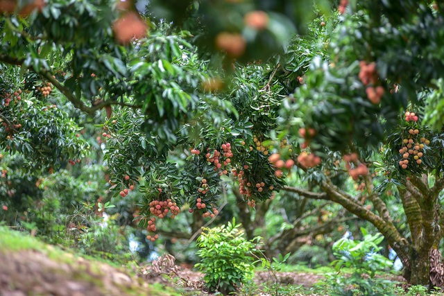 Mục sở thị vườn vải thiều trĩu quả ở Bắc Giang - 11