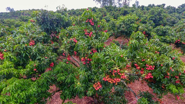 Mục sở thị vườn vải thiều trĩu quả ở Bắc Giang - 2