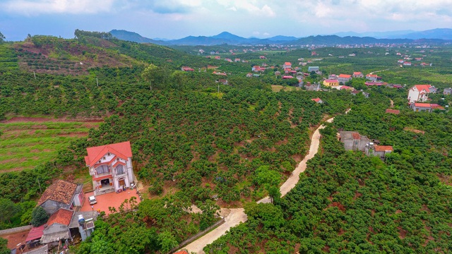 Mục sở thị vườn vải thiều trĩu quả ở Bắc Giang - 12