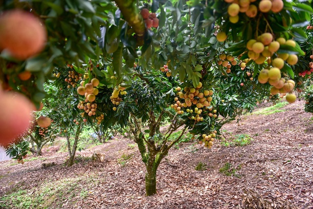 Mục sở thị vườn vải thiều trĩu quả ở Bắc Giang - 6