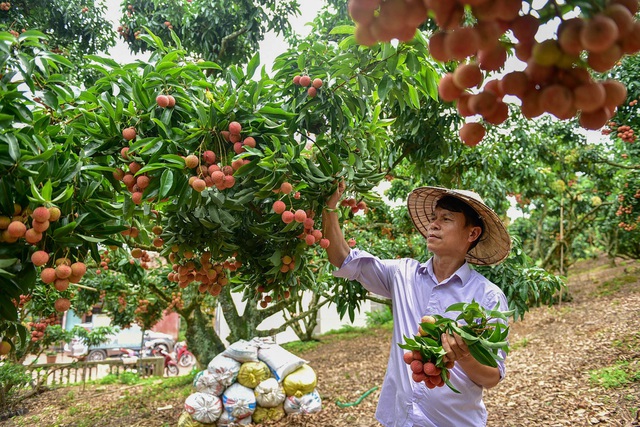 Mục sở thị vườn vải thiều trĩu quả ở Bắc Giang - 7