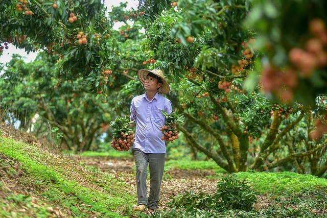Mục sở thị vườn vải thiều trĩu quả ở Bắc Giang - 10