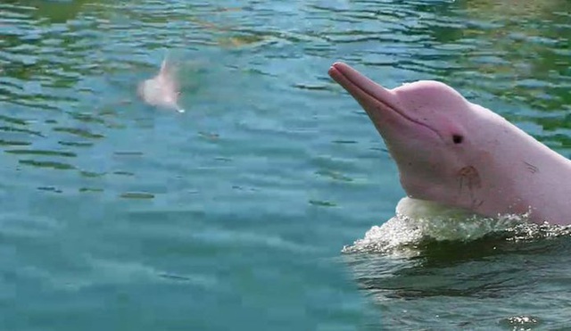 Cá heo hồng bất ngờ xuất hiện trở lại ở vịnh Ao Phang Nga kể từ sau khi nơi này cấm sử dụng túi nilong, rác thải nhựa