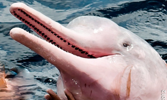 Cá heo màu hồng cực hiếm bất ngờ xuất hiện ở bờ biển - 3