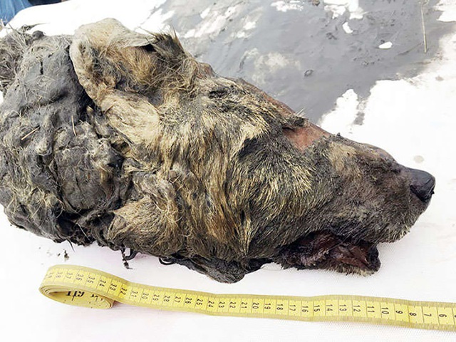 Phát hiện đầu sói thời kỳ băng hà bảo tồn hoàn hảo nhất ở Siberia - 1