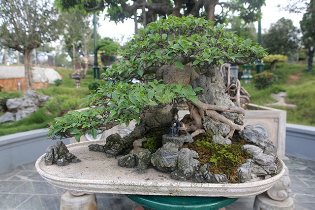 Mê mẩn ngắm “cụ” si tai chuột đẹp nhất Việt Nam, giá 300 triệu đồng - 1 Mê mẩn ngắm “cụ” si tai chuột đẹp nhất Việt Nam, giá 300 triệu đồng - 1