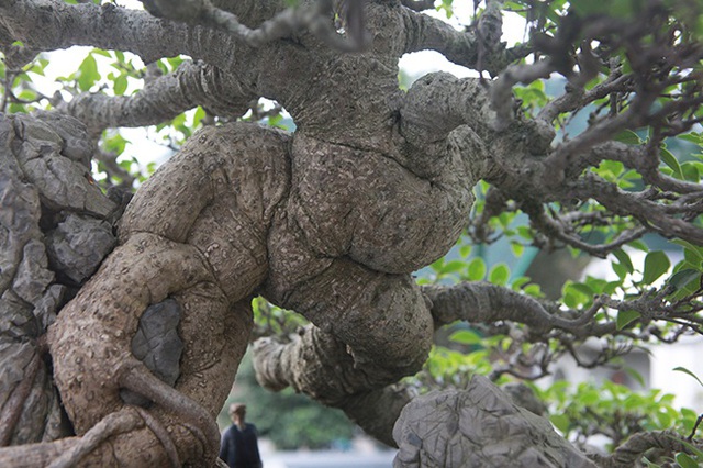 Mê mẩn ngắm “cụ” si tai chuột đẹp nhất Việt Nam, giá 300 triệu đồng - 11 Mê mẩn ngắm “cụ” si tai chuột đẹp nhất Việt Nam, giá 300 triệu đồng - 11