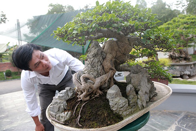 Mê mẩn ngắm “cụ” si tai chuột đẹp nhất Việt Nam, giá 300 triệu đồng - 2 Mê mẩn ngắm “cụ” si tai chuột đẹp nhất Việt Nam, giá 300 triệu đồng - 2