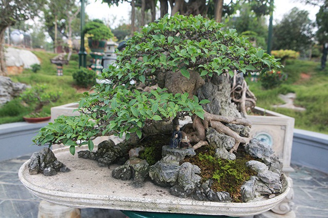 Mê mẩn ngắm “cụ” si tai chuột đẹp nhất Việt Nam, giá 300 triệu đồng - 3 Mê mẩn ngắm “cụ” si tai chuột đẹp nhất Việt Nam, giá 300 triệu đồng - 3