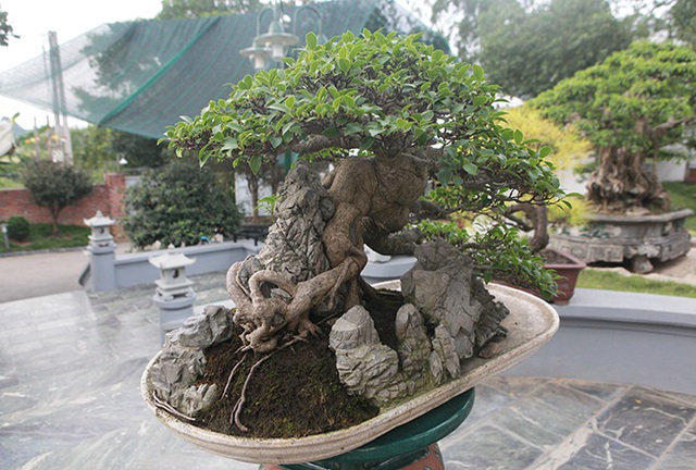 Mê mẩn ngắm “cụ” si tai chuột đẹp nhất Việt Nam, giá 300 triệu đồng - 4 Mê mẩn ngắm “cụ” si tai chuột đẹp nhất Việt Nam, giá 300 triệu đồng - 4