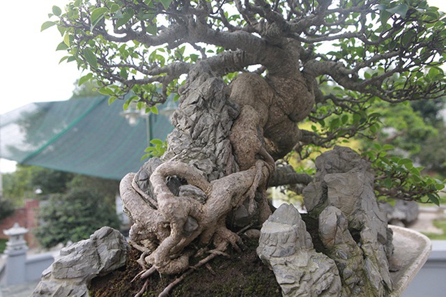 Mê mẩn ngắm “cụ” si tai chuột đẹp nhất Việt Nam, giá 300 triệu đồng - 7 Mê mẩn ngắm “cụ” si tai chuột đẹp nhất Việt Nam, giá 300 triệu đồng - 7