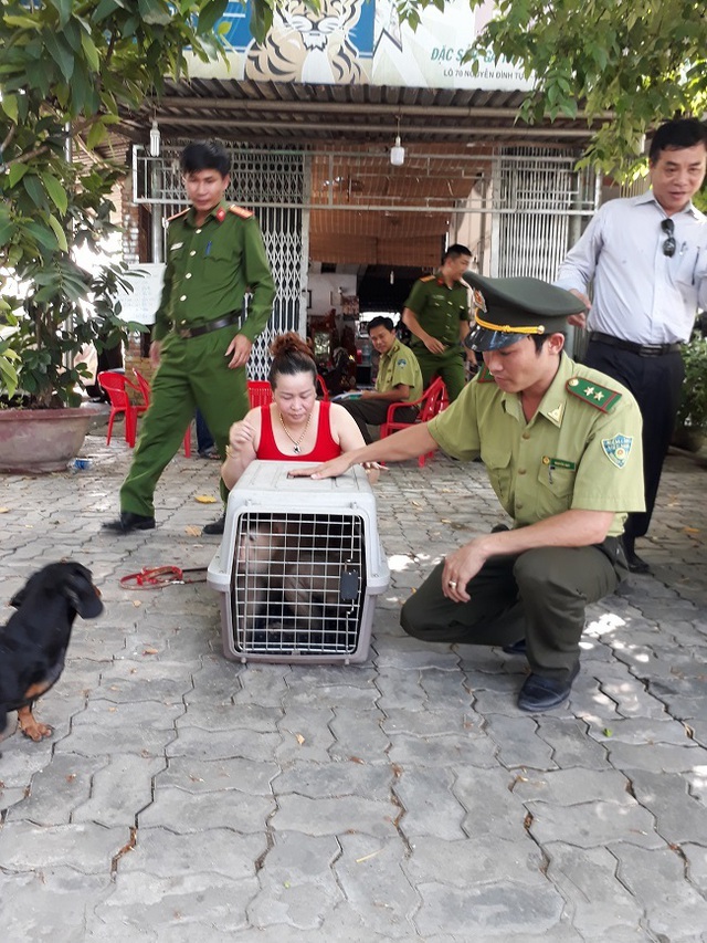 Khỉ đuôi lợn đi lạc vào vườn nhà dân kiếm ăn - 1 Khỉ đuôi lợn đi lạc vào vườn nhà dân kiếm ăn - 1