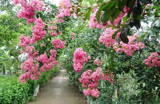 Phát sốt với con đường hoa tường vi đẹp như mơ ở Hà Nội - 1 Phát sốt với con đường hoa tường vi đẹp như mơ ở Hà Nội - 1