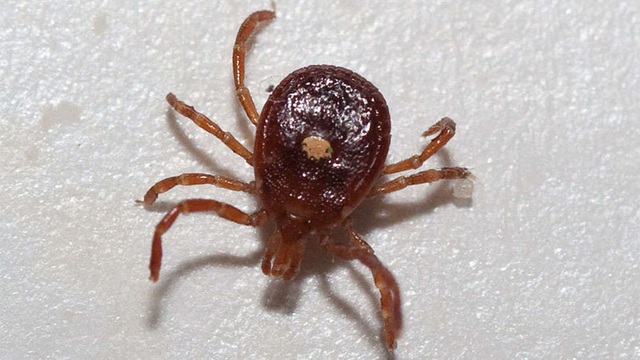 B&eacute; g&aacute;i 7 tuổi mắc chứng t&ecirc; liệt hiếm gặp sau chuyến đi cắm trại - 1