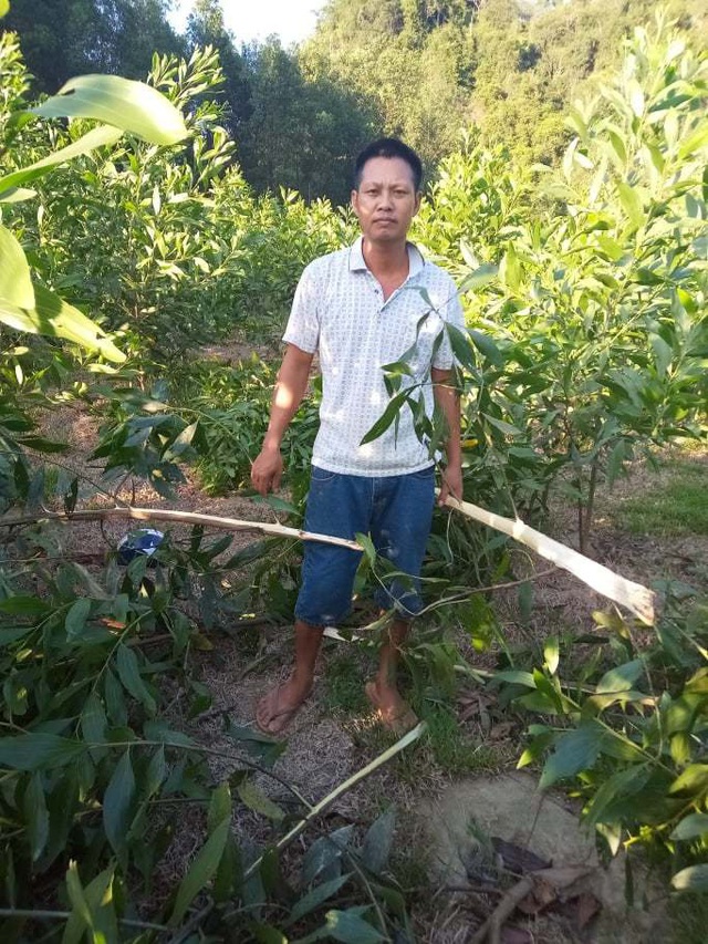 Hàng nghìn gốc keo bị kẻ xấu chặt phá trong đêm - 2 Hàng nghìn gốc keo bị kẻ xấu chặt phá trong đêm - 2