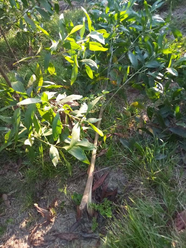 Hàng nghìn gốc keo bị kẻ xấu chặt phá trong đêm - 3 Hàng nghìn gốc keo bị kẻ xấu chặt phá trong đêm - 3