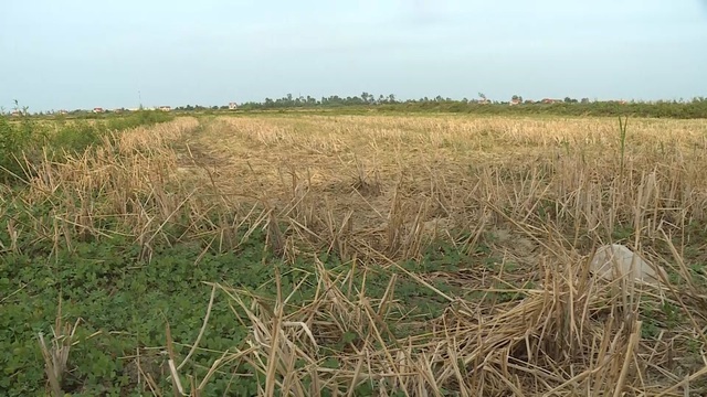 Miền Trung hạn hán kéo dài, đập cạn, người khát, ruộng khô - 11 Miền Trung hạn hán kéo dài, đập cạn, người khát, ruộng khô - 11