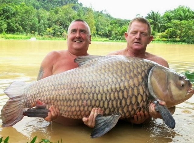 Vật lộn h&agrave;ng giờ để t&oacute;m gọn c&aacute; ch&eacute;p &ldquo;si&ecirc;u khủng&rdquo; nặng 105 kg - 2