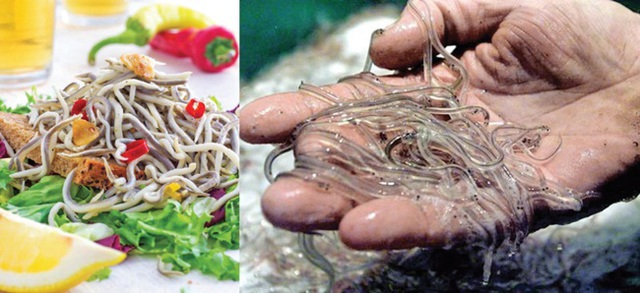 Con ngoe nguẩy từng chỉ làm thức ăn cho gà, lợn, nay giá đắt ngang... xe máy - 6 Con ngoe nguẩy từng chỉ làm thức ăn cho gà, lợn, nay giá đắt ngang... xe máy - 6