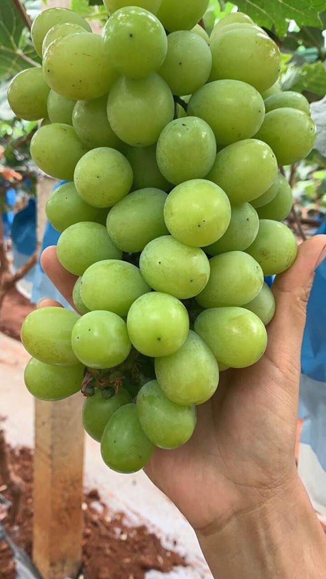 Bỏ tiền triệu mua nho sữa Trung Quốc qua mạng ăn thử và cái kết - 2