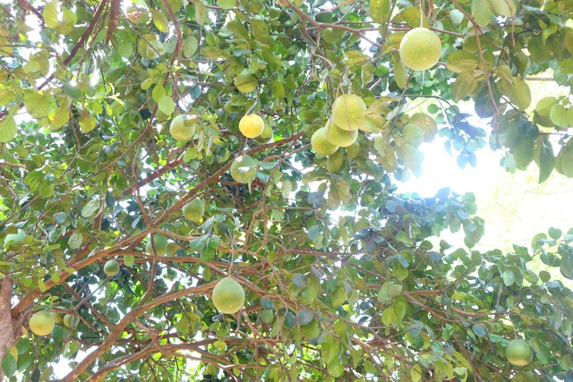 Kh&aacute;m ph&aacute; l&agrave;ng Đại B&igrave;nh