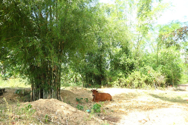 Kh&aacute;m ph&aacute; l&agrave;ng Đại B&igrave;nh